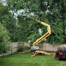 Best Tree Disease Treatment  in Roscoe, IL