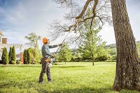 How Our Tree Care Process Works  in  Roscoe, IL