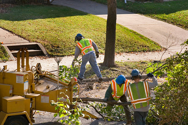 Professional Tree Services in Roscoe, IL